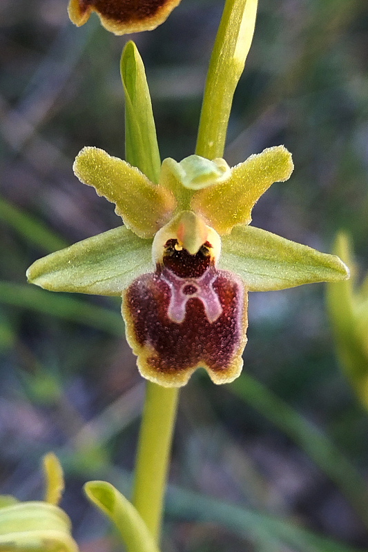 Ophrys sphegodes subsp. araneola (Rchb.) M.Lanz